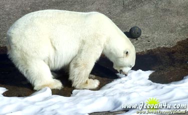 Polar Bear