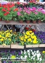 Spring! Flowers at the Market