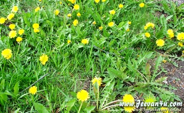 Buttercups in bloom