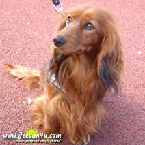 Long-haired Daschund