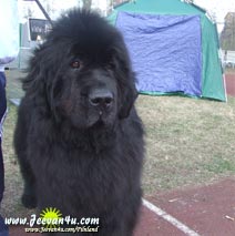 St. Bernard - a dog with the heart of an angel