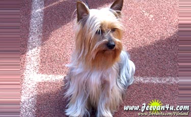 Silky Terrier